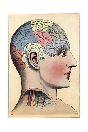 Phrenology Chart