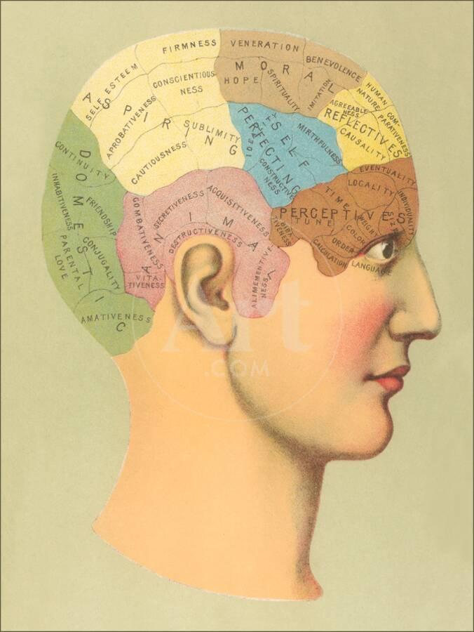 Phrenology Chart Art Print By Found Image Press Phrenology Chartby Found Image Press