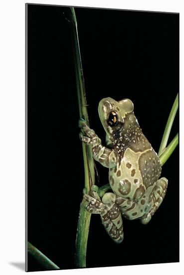 Phrynohyas Resinifictrix (Amazon Milk Frog)-Paul Starosta-Mounted Photographic Print