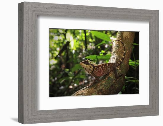 Phuket horned tree lizard, Khao Phra Thaew NP, Thailand-Robert Valentic-Framed Photographic Print