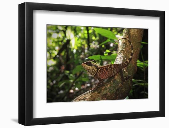 Phuket horned tree lizard, Khao Phra Thaew NP, Thailand-Robert Valentic-Framed Photographic Print
