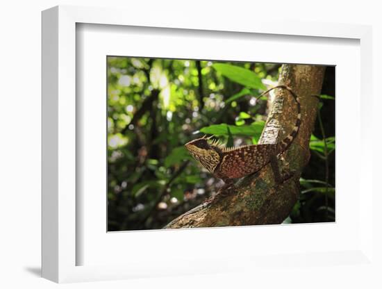 Phuket horned tree lizard, Khao Phra Thaew NP, Thailand-Robert Valentic-Framed Photographic Print