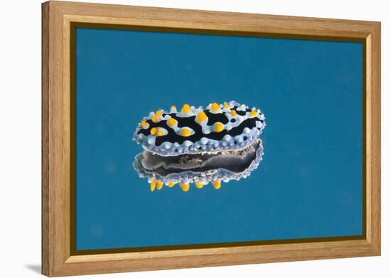 Phyllidia Coelestis Nudibranch on Blue Background-Stocktrek Images-Framed Premier Image Canvas