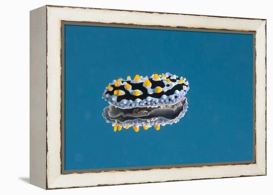 Phyllidia Coelestis Nudibranch on Blue Background-Stocktrek Images-Framed Premier Image Canvas