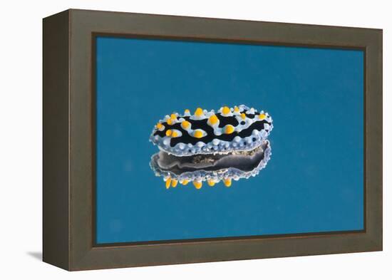 Phyllidia Coelestis Nudibranch on Blue Background-Stocktrek Images-Framed Premier Image Canvas