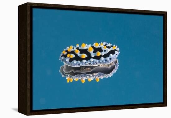 Phyllidia Coelestis Nudibranch on Blue Background-Stocktrek Images-Framed Premier Image Canvas