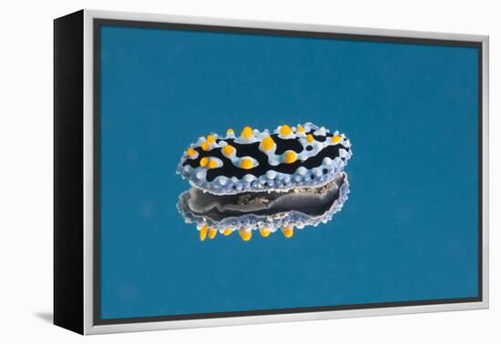 Phyllidia Coelestis Nudibranch on Blue Background-Stocktrek Images-Framed Premier Image Canvas