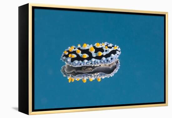 Phyllidia Coelestis Nudibranch on Blue Background-Stocktrek Images-Framed Premier Image Canvas