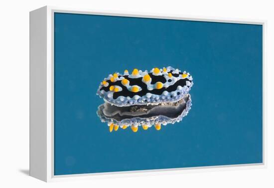 Phyllidia Coelestis Nudibranch on Blue Background-Stocktrek Images-Framed Premier Image Canvas