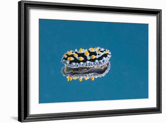 Phyllidia Coelestis Nudibranch on Blue Background-Stocktrek Images-Framed Photographic Print