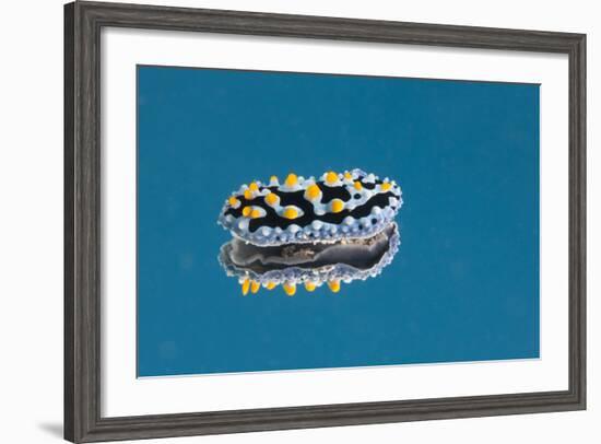 Phyllidia Coelestis Nudibranch on Blue Background-Stocktrek Images-Framed Photographic Print