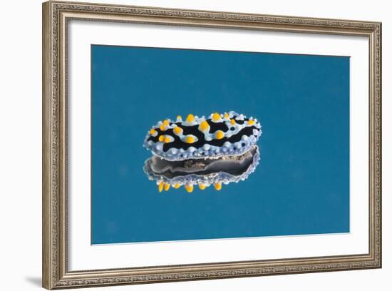 Phyllidia Coelestis Nudibranch on Blue Background-Stocktrek Images-Framed Photographic Print