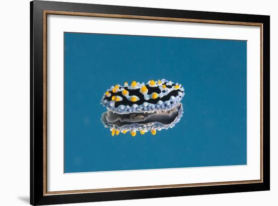 Phyllidia Coelestis Nudibranch on Blue Background-Stocktrek Images-Framed Photographic Print