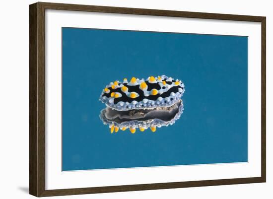 Phyllidia Coelestis Nudibranch on Blue Background-Stocktrek Images-Framed Photographic Print