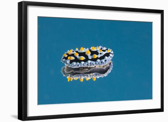 Phyllidia Coelestis Nudibranch on Blue Background-Stocktrek Images-Framed Photographic Print