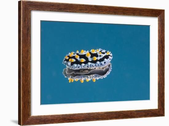 Phyllidia Coelestis Nudibranch on Blue Background-Stocktrek Images-Framed Photographic Print