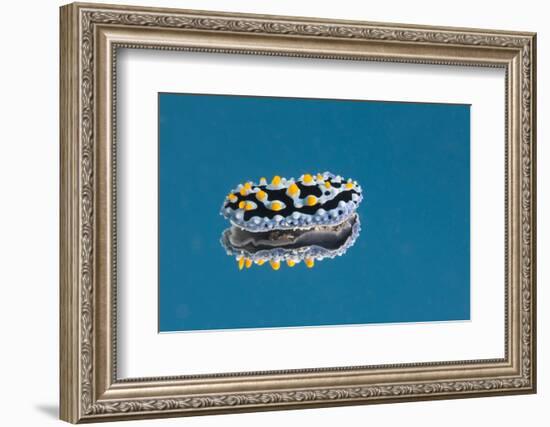 Phyllidia Coelestis Nudibranch on Blue Background-Stocktrek Images-Framed Photographic Print