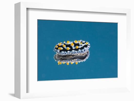 Phyllidia Coelestis Nudibranch on Blue Background-Stocktrek Images-Framed Photographic Print