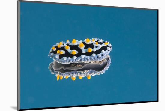 Phyllidia Coelestis Nudibranch on Blue Background-Stocktrek Images-Mounted Photographic Print