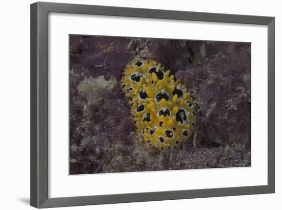 Phyllidia Ocellata Nudibranch-Stocktrek Images-Framed Photographic Print