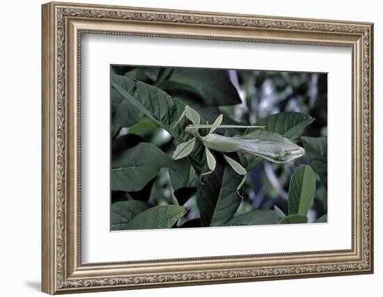 Phyllium Giganteum (Giant Malaysian Leaf Insect, Walking Leaf) - Male-Paul Starosta-Framed Photographic Print