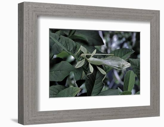 Phyllium Giganteum (Giant Malaysian Leaf Insect, Walking Leaf) - Male-Paul Starosta-Framed Photographic Print