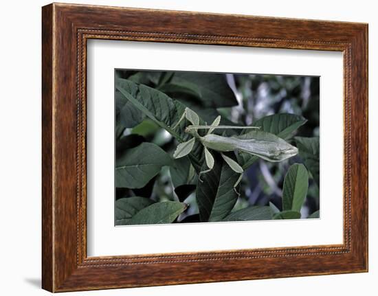 Phyllium Giganteum (Giant Malaysian Leaf Insect, Walking Leaf) - Male-Paul Starosta-Framed Photographic Print