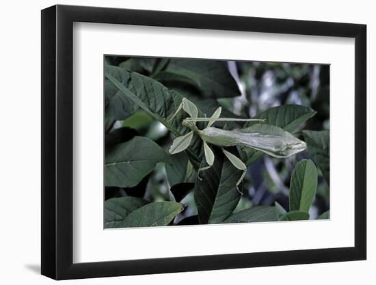 Phyllium Giganteum (Giant Malaysian Leaf Insect, Walking Leaf) - Male-Paul Starosta-Framed Photographic Print