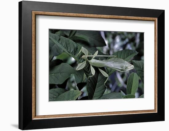 Phyllium Giganteum (Giant Malaysian Leaf Insect, Walking Leaf) - Male-Paul Starosta-Framed Photographic Print