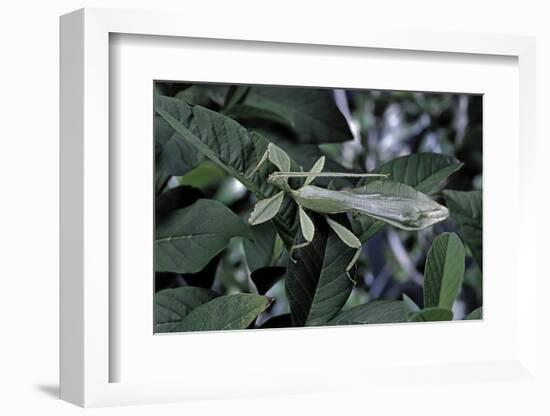 Phyllium Giganteum (Giant Malaysian Leaf Insect, Walking Leaf) - Male-Paul Starosta-Framed Photographic Print