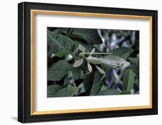 Phyllium Giganteum (Giant Malaysian Leaf Insect, Walking Leaf) - Male-Paul Starosta-Framed Photographic Print