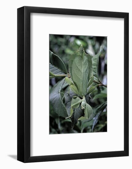 Phyllium Giganteum (Giant Malaysian Leaf Insect, Walking Leaf)-Paul Starosta-Framed Photographic Print