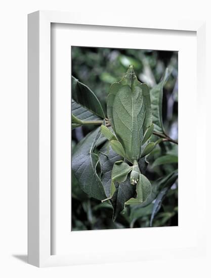 Phyllium Giganteum (Giant Malaysian Leaf Insect, Walking Leaf)-Paul Starosta-Framed Photographic Print