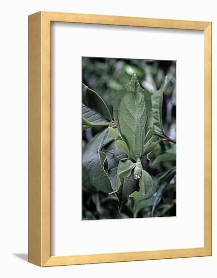 Phyllium Giganteum (Giant Malaysian Leaf Insect, Walking Leaf)-Paul Starosta-Framed Photographic Print