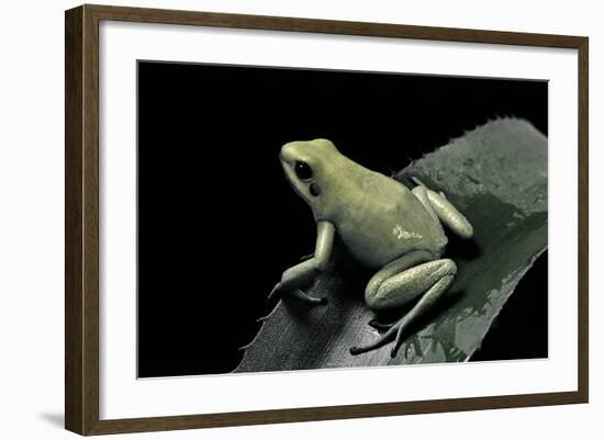 Phyllobates Terribilis F. Mint (Golden Poison Frog)-Paul Starosta-Framed Photographic Print