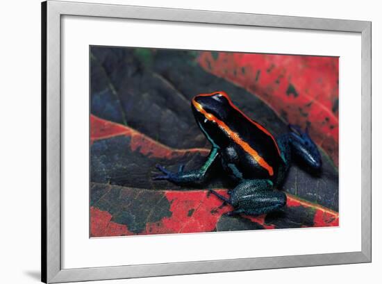 Phyllobates Vittatus (Golfodulcean Poison Frog)-Paul Starosta-Framed Photographic Print