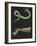 Phyllodoce Viridis-Philip Henry Gosse-Framed Giclee Print