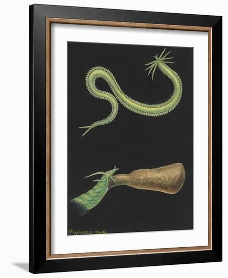 Phyllodoce Viridis-Philip Henry Gosse-Framed Giclee Print