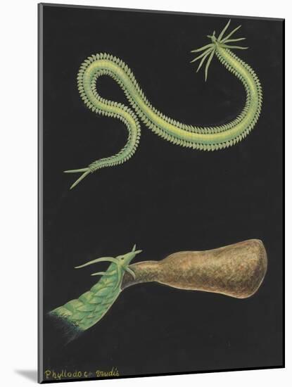 Phyllodoce Viridis-Philip Henry Gosse-Mounted Giclee Print