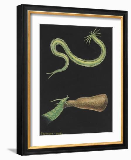 Phyllodoce Viridis-Philip Henry Gosse-Framed Giclee Print