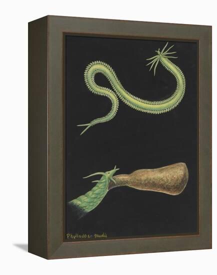 Phyllodoce Viridis-Philip Henry Gosse-Framed Premier Image Canvas