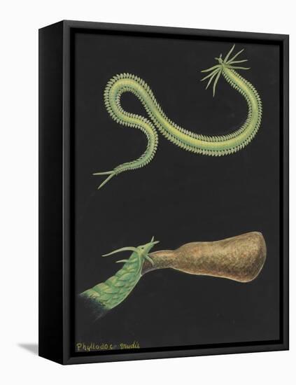 Phyllodoce Viridis-Philip Henry Gosse-Framed Premier Image Canvas