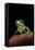 Phyllomedusa Sauvagii (Waxy Monkey Leaf Frog)-Paul Starosta-Framed Premier Image Canvas