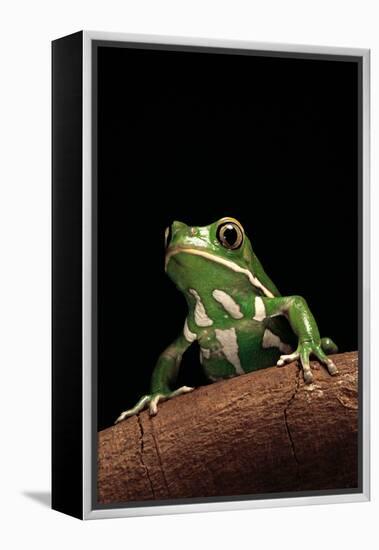 Phyllomedusa Sauvagii (Waxy Monkey Leaf Frog)-Paul Starosta-Framed Premier Image Canvas