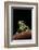 Phyllomedusa Sauvagii (Waxy Monkey Leaf Frog)-Paul Starosta-Framed Photographic Print