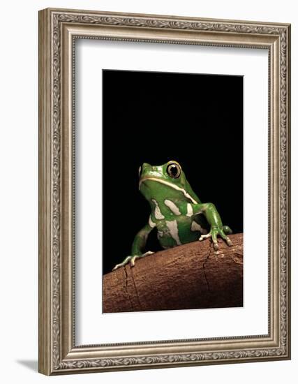 Phyllomedusa Sauvagii (Waxy Monkey Leaf Frog)-Paul Starosta-Framed Photographic Print