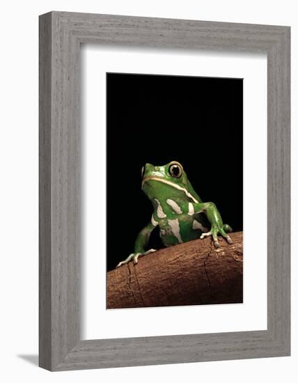 Phyllomedusa Sauvagii (Waxy Monkey Leaf Frog)-Paul Starosta-Framed Photographic Print