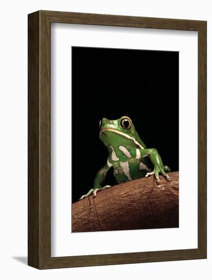 Phyllomedusa Sauvagii (Waxy Monkey Leaf Frog)-Paul Starosta-Framed Photographic Print