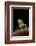 Phyllomedusa Sauvagii (Waxy Monkey Leaf Frog)-Paul Starosta-Framed Photographic Print