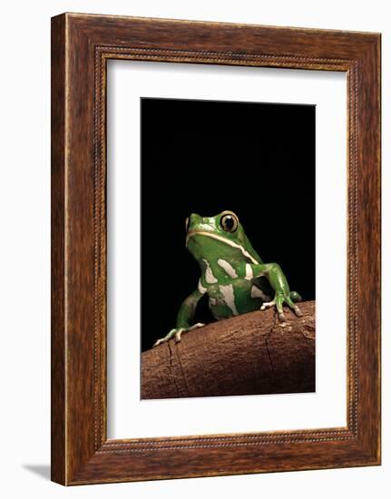 Phyllomedusa Sauvagii (Waxy Monkey Leaf Frog)-Paul Starosta-Framed Photographic Print